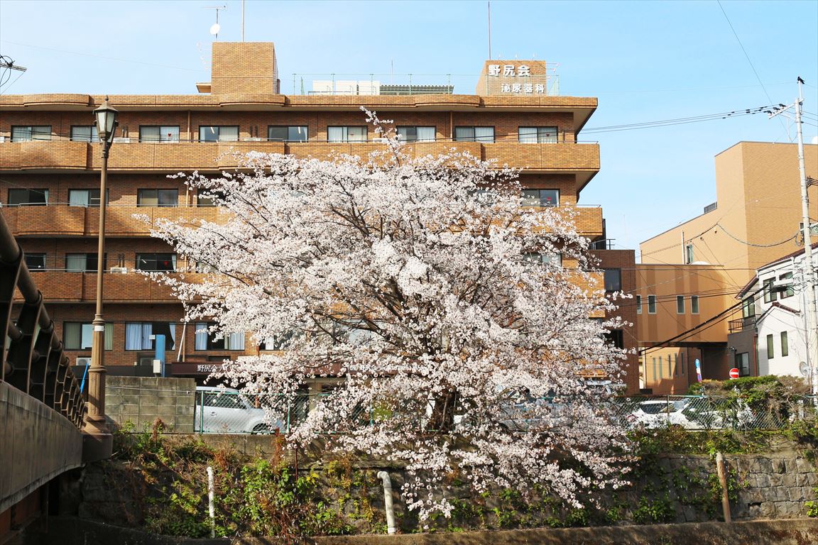 山桜2